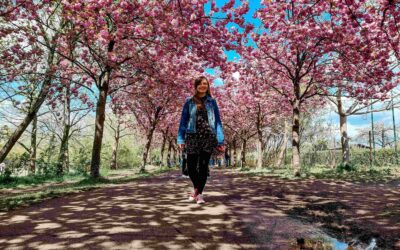 Drzewa kwitnącej wiśni w Berlinie: skąd się wzięły i gdzie je znajdziesz